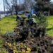 JKP „Zelenilo i groblja“ Smederevo započelo aktivnosti na uređenju javnih površina