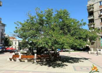 JKP Zelenilo i groblja Smederevo: Nedavni incident na Karađorđevom dudu upozorenje