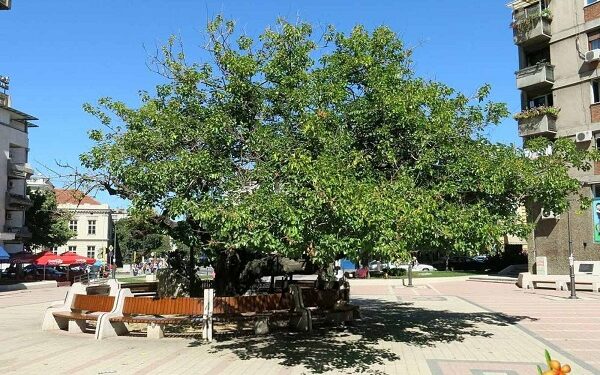 JKP Zelenilo i groblja Smederevo: Nedavni incident na Karađorđevom dudu upozorenje