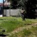 JKP Zelenilo Smederevo: Košenje u ulici Crvene Armije