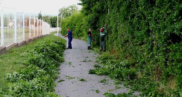 JKP Zelenilo Smederevo: Radovi u Timočkoj i Crvene Armije