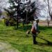 JKP Zelenilo i groblja Smederevo: Uređenje zelenih površina