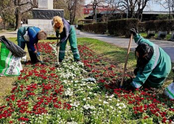JKP Zelenilo i groblja Smederevo: Uređenje zelenih površina