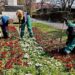 JKP Zelenilo i groblja Smederevo: Uređenje zelenih površina