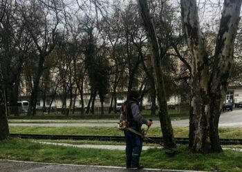 JKP Zelenilo i groblja Smederevo: Sređuje se oko Gimnazije i Veslačkog