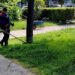 JKP Zelenilo i groblja Smederevo: Nastavlja se uređenje Karađorđeve