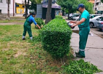 Zelenilo Smederevo u Karađorđevoj ulici: Orezivanje žive ograde i šiblja
