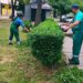 Zelenilo Smederevo u Karađorđevoj ulici: Orezivanje žive ograde i šiblja
