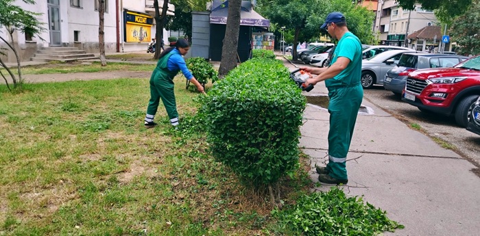 Zelenilo Smederevo u Karađorđevoj ulici: Orezivanje žive ograde i šiblja