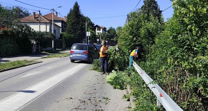 Zelenilo Smederevo uređivalo Papazovac i Petrijevsku ulicu