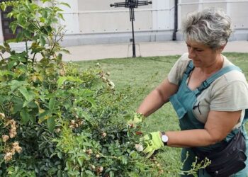 Zelenilo Smederevo: Redovno održavanje zelenih površina na više lokacija u gradu