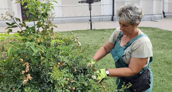 Zelenilo Smederevo: Redovno održavanje zelenih površina na više lokacija u gradu