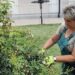 Zelenilo Smederevo: Redovno održavanje zelenih površina na više lokacija u gradu