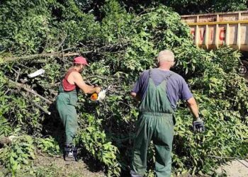 Zelenilo: Uklanjanje posledica nevremena i redovno održavanje zelenih površina nastavljeno širom Smedereva