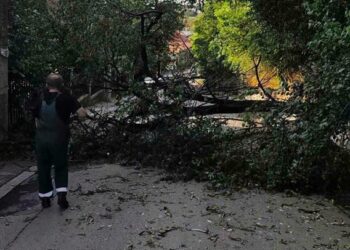 Zelenilo Smederevo: Preko 30 intervencija zbog posledica nevremena