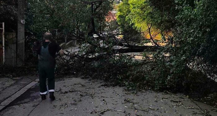 Zelenilo Smederevo: Preko 30 intervencija zbog posledica nevremena
