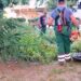 Zelenilo: Petrijevska ulica i Vinski grad obuhvaćeni redovnim košenjem zelenih površina
