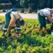 Održavanje cvetnih površina u parku 5. jun uprkos punom cvatu