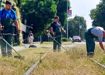 Zelenilo Smederevo: Uređuju se potezi uz saobraćajnice i Veslački