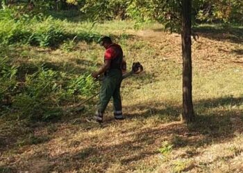 Zelenilo Smederevo: Uređuju se cvetne površine i Novinarski park