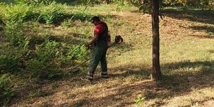 Zelenilo Smederevo: Uređuju se cvetne površine i Novinarski park
