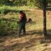Zelenilo Smederevo: Uređuju se cvetne površine i Novinarski park