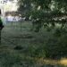 Zelenilo Smederevo: Uređeno dvorište Monopola i očišćena fontana „Parnjača“