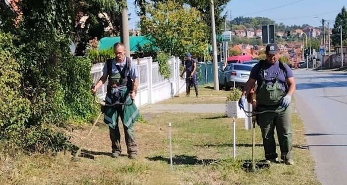 Zelenilo Smederevo: Uređene zelene površine duž Petrijevske ulice i u parku na Carini