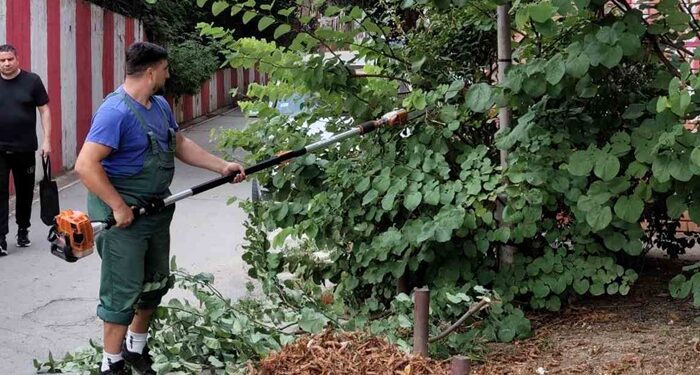 Zelenilo Smederevo: Naselje Miloja Đaka – grabuljanje, oblikovanje šiblja i izdizanje krošnji