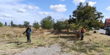 Zelenilo Smederevo: Radovi u Ibarskoj