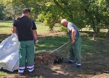 Zelenilo Smederevo: Uređeni travnjaci u parku na Carini i Akvariusu