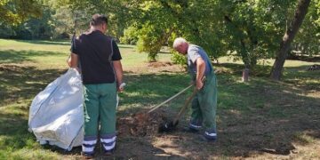 Zelenilo Smederevo: Uređeni travnjaci u parku na Carini i Akvariusu