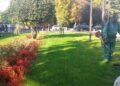 Zelenilo i groblja uredilo zelene površine ispred Gradske uprave i na više lokacija u Smederevu